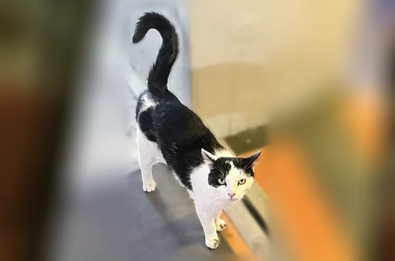Animaux trouvés Chelles, photo: Chat trouvé, Avenue du Maréchal de Lattre de Tassigny, 52, Chelles - blanc et noir, pas farouche