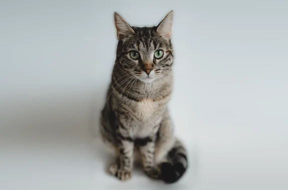 Chat perdu, Villeurbanne, photo: Perdu chat femelle, Rue Docteur Ollier, 29-1, Villeurbanne — chatte tigrée et craintive
