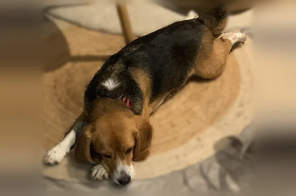 Animaux perdus Ennezat, photo: Chien perdu, Chemin sous la Vialle, 22, Ennezat - mâle beagle tricolore