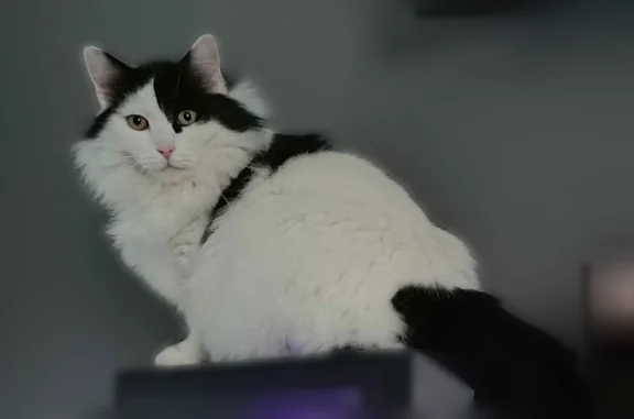 Animaux perdus Loison-sous-Lens, photo: Chat perdu, Rue Jules Ferry, 1 Bis, Loison-sous-Lens - mâle, long poils, costaud