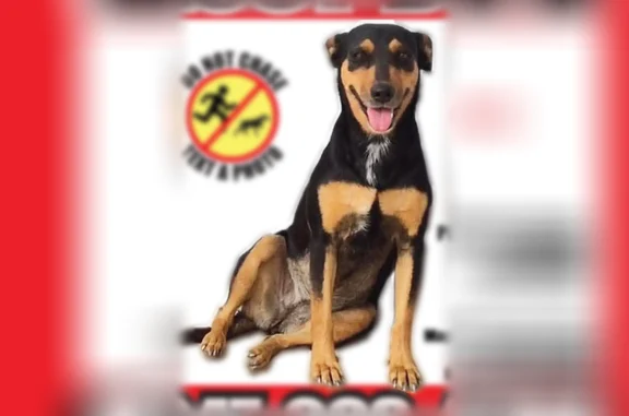 Lost dog, Barrie, Ontario, North York - female, skittish, small Doberman-like - photo