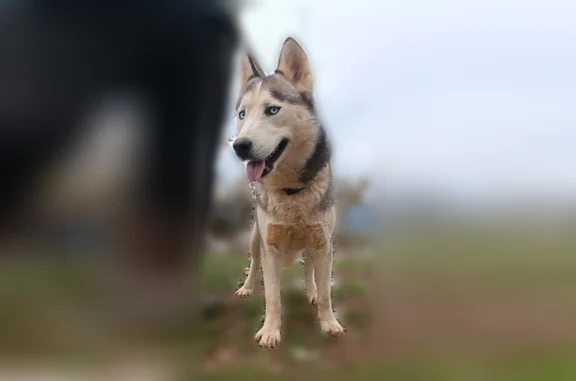Animaux perdus Dieulefit, photo: Perdu chien, Place de l'Ancien Collège, 6, Dieulefit - femelle husky petite aux yeux bleus clairs