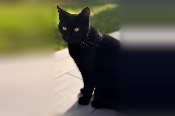 Chat perdu, Lyon, photo: Chat perdu, Chemin de la Badiane, 31, Lentigny, Lyon - chat noir de petite taille