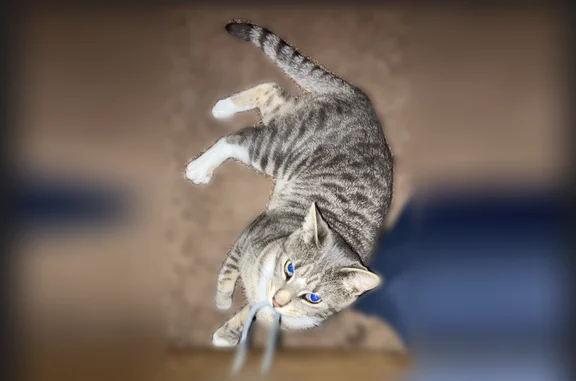 Missing cat Male, Sartell (usl537850) - photo