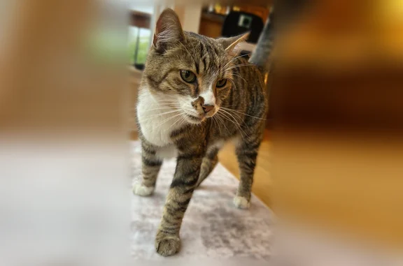 Found cat Wolverine Lake, photo: Found cat, Alorington Lane, 2753, Wolverine Lake - female, brown and black stripes