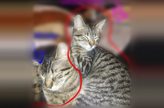 Lost cat, Old Winery Place, 9842, Sacramento - female, 8 months, pregnant - photo
