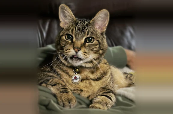 Missing cat Bellevue, photo: Lost cat, 123rd Avenue Northeast, 507, Bellevue - male, friendly, light blue collar with name tag