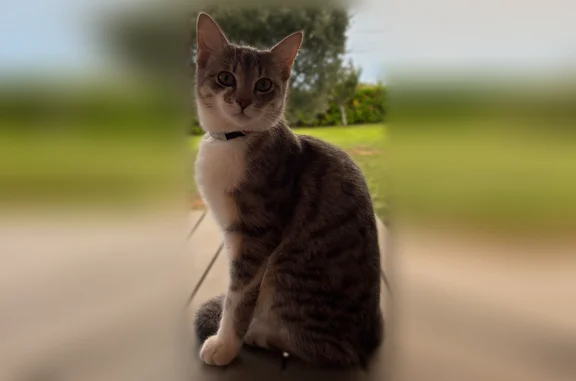 Chat perdu, Fleurance, photo: Perdu chat femelle, Chemin de Las Laques, 4, Fleurance - collier rose