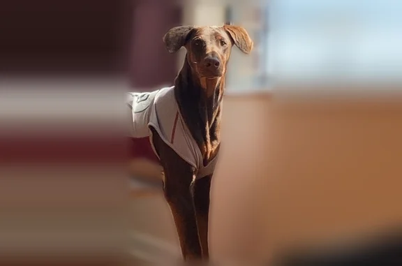 Lost dog, Main Street, 1313, Jourdanton, San Antonio - female doberman, brown, recently had puppies - photo