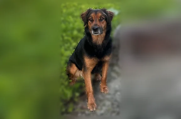 Missing dog Ashburn, photo: Lost dog, Crescent Park Square, Broadlands, Ashburn - female, black and brown fur, medium size