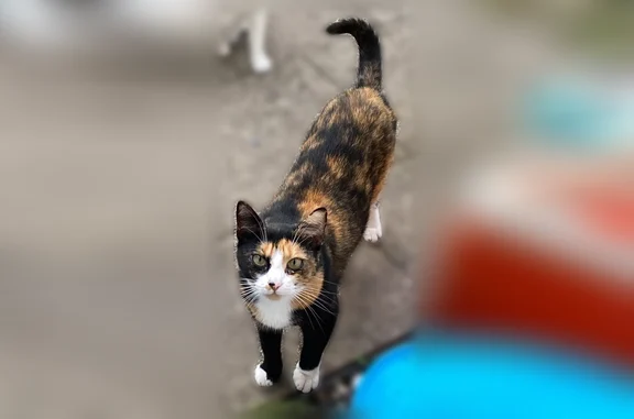 Animaux perdus Bourges, photo: Chat perdu, Rue Stanislas Julien, Orléans - femelle écaille de tortue