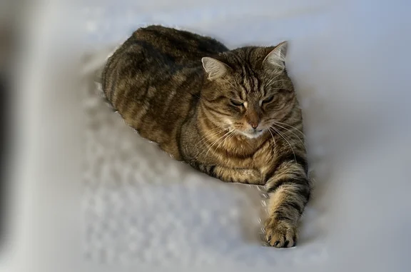 Chat perdu, Route de Nuits, 1351, Saint-Georges-de-Reneins - photo