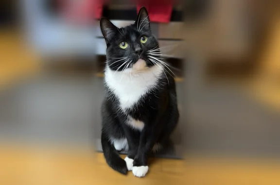 Lost cat, male, Woodrow Avenue, 100, Bedford - shy tuxedo cat, small black oval on rear ankle - photo