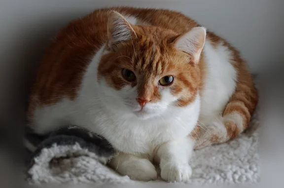 Animaux perdus Annonay, photo: Perdu chat femelle, Avenue de Gadagne, 70, Saint-Genis-Laval, Annonay - petite, très craintive