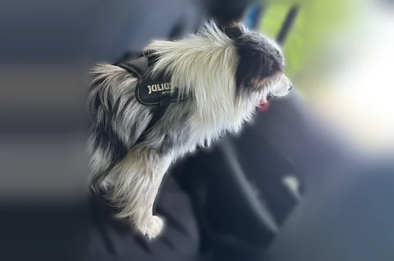 Animaux perdus Sarcelles, photo: Chien perdu, Boulevard du Général de Gaulle, 2, Sarcelles - avec harnais et laisse