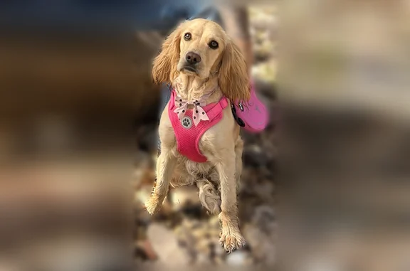 Missing dog Huachuca City, photo: Lost dog, North Washington Road, 2100, Huachuca City - female, pink harness