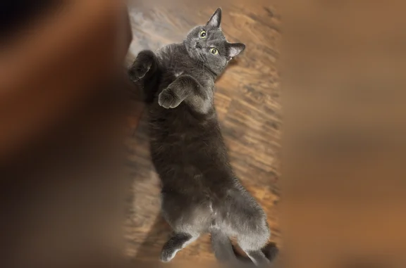 Lost cat, Deer Run Court, Arbutus - all grey, no collar - photo