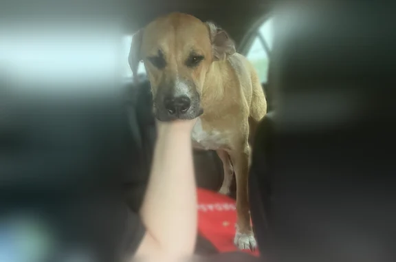 Lost dog, Horseshoe, 5984, Robstown - female, Great Pyrenees and boxer mix - photo