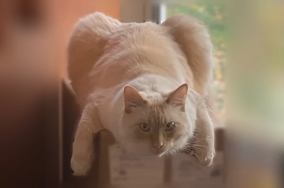 Lost cat, Renwood Drive, 7914, Parma - male, long-haired, flame point - photo