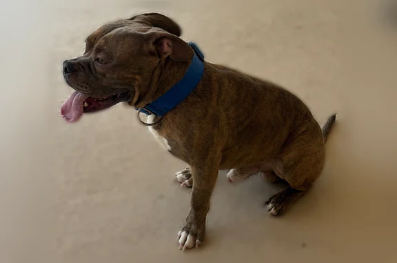 Found pets Bradenton, photo: Found dog, State Road 70 East, 11425, Bradenton - light tan brindle, blue collar