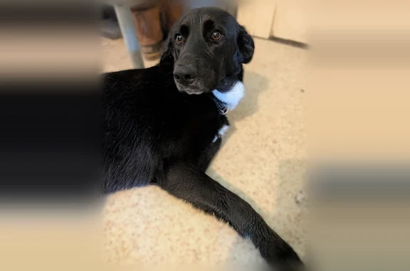 Found pets Cincinnati, photo: Found dog, Lafayette Avenue, 660, Cincinnati - black dog with white chest, lab mix