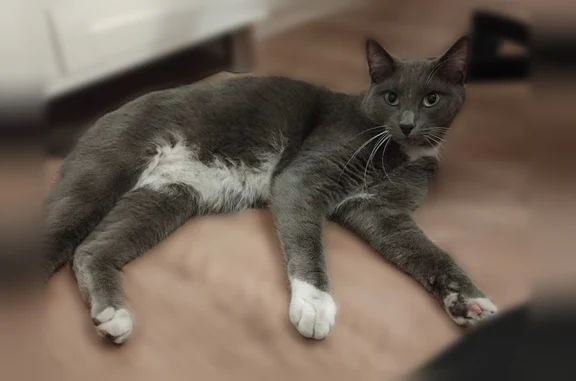 Chat perdu, Bordeaux, photo: Chat perdu, Bordeaux — grand, pelage gris, bout des pattes blanc, col et ventre blancs