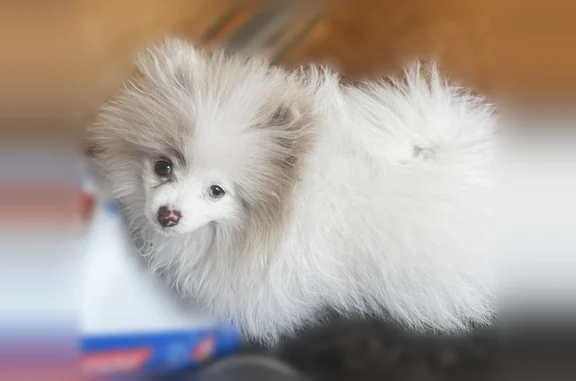 Missing dog Boise, photo: Lost dog, South Vermont Avenue, 1319, Boise - male, all white Pomeranian