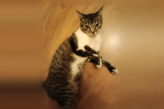 Animaux trouvés Bordeaux, photo: Chat trouvée, Rue Daniel Iffla Osiris, 2, Bordeaux - très affamée et habituée aux humains
