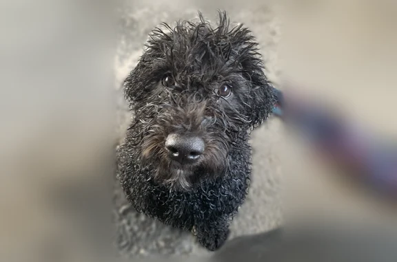Found pets Spokane, photo: Found dog, East 3rd Avenue, 1003, Spokane - male
