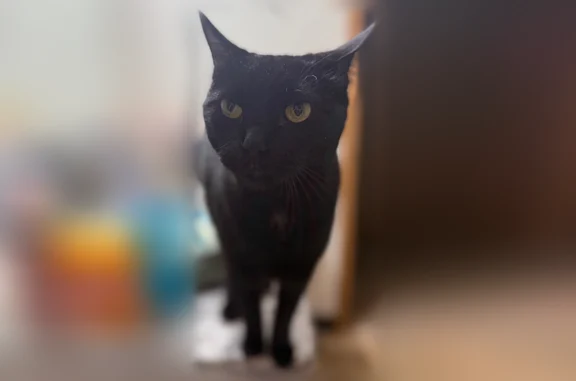 Missing cat El Paso, photo: Lost cat, Dyer Street, 11611, El Paso - male