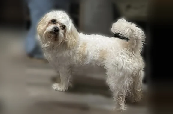 Missing dog Irvington, photo: Lost dog, Lincoln Place, 178, Irvington - male, small, white
