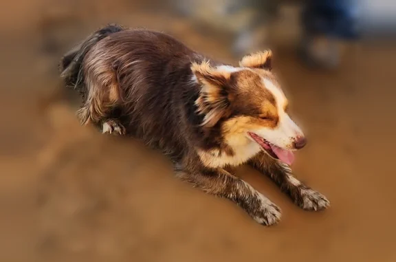 Lost dog, Georgia 29, 2662, Rockledge - male, short brown fur with white markings, one ear hangs over - photo