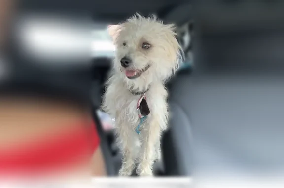Lost dog, Southern Avenue, 86, Boston - male, tall and skinny, white and grey coat - photo