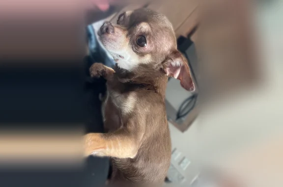 Lost dog, Notre Dame Street, 24942, Dearborn - male Chihuahua, brown and white, no collar - photo