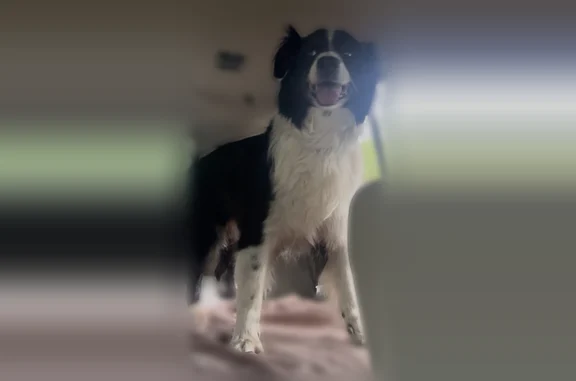 Lost dog, Lumpkin Road, 297, Hide-A-Way Lake - male, long-haired black and white, no collar - photo