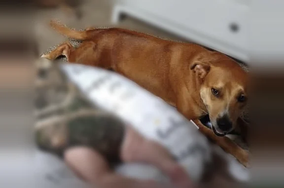 Lost dog, Southwest Archer Road, 7117, Dallas - female, very skittish - photo