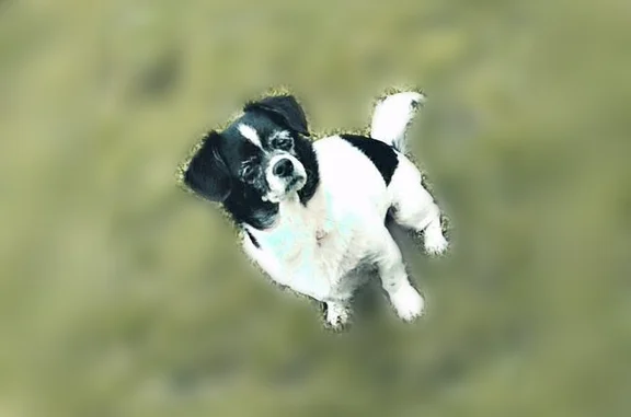 Lost dog, Glass Hollow Road, 1...