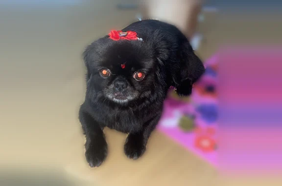 Missing dog Miami Beach, photo: Lost dog, Marseille Drive, 1239, Miami Beach - female, 12 years old, Pekingese
