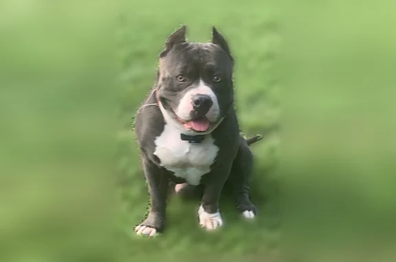 Lost dog, Vienna Dozier Road,...