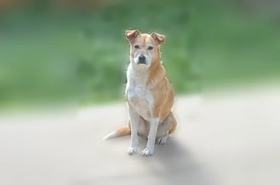 Lost dog, Rainbow Creek, 9154,...