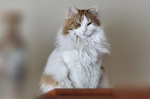 Lost cat, Eagleridge Drive, North Salt Lake, North Salt Lake - male, 13.5 pounds, white with orange - photo