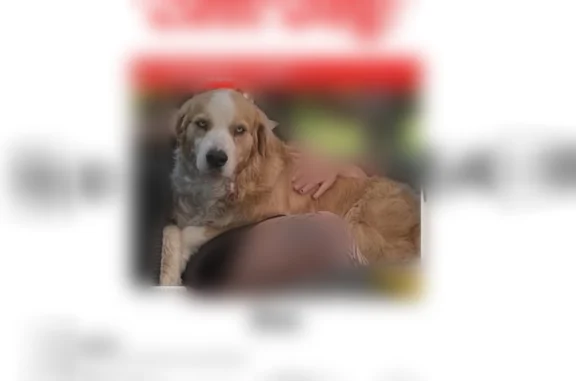 Lost dog, Whitehouse Drive, Co...