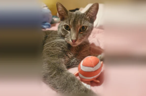 Lost cat, Mable Lane, 1106, Ba...
