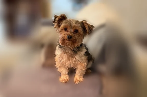 Lost dog, Zion, Illinois - bla...