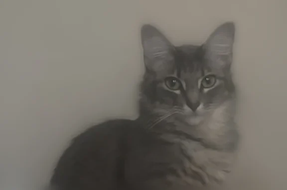 Lost cat, Appleberry Drive, 75...