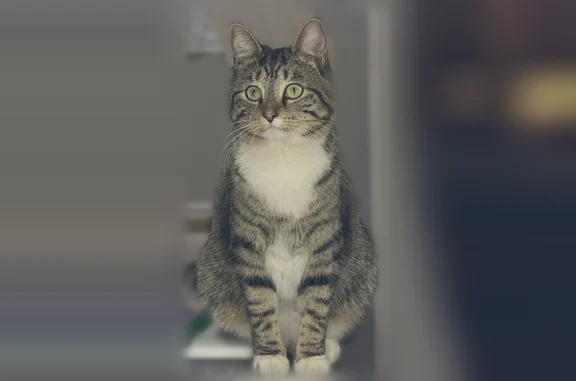 Lost cat, 6th Street, 4831, Lu...