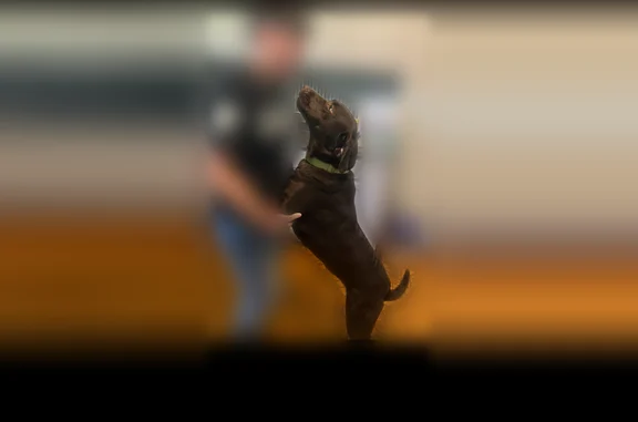 Lost dog, Opal Drive, 5303, Ja...