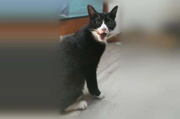 Animaux trouvés Vaulx-en-Velin, photo: Chat trouvé mâle, Vaulx-en-Velin — pas craintif
