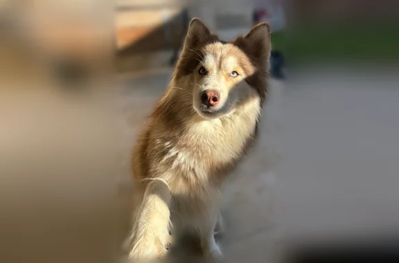 Lost dog, North Mockingbird Av...