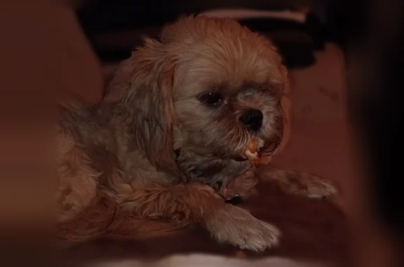 Lost dog, Greenway Road, 454,...